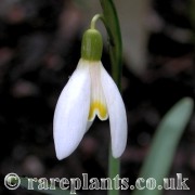 Galanthus Blonde Inge