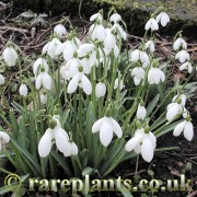 Galanthus Brenda Troyle