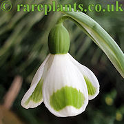 Galanthus Bumblebee