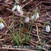 Galanthus Christmas Wish