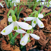 Galanthus David Baker