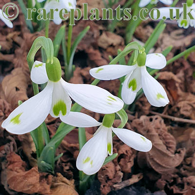Galanthus David Baker