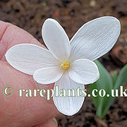 Galanthus Don Armstong