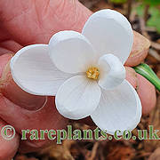 Galanthus E A Bowles