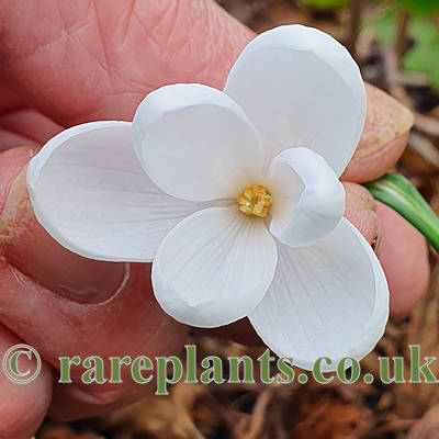 Galanthus E A Bowles