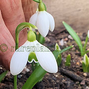 Galanthus Falkland House