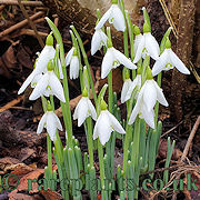 Galanthus Finchale Abbey