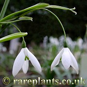 Galanthus Fly Fishing