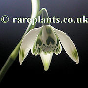 Galanthus Franz Josef