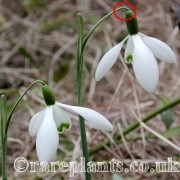 Galanthus Galatea