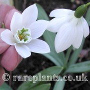 Galanthus Godfrey Owen