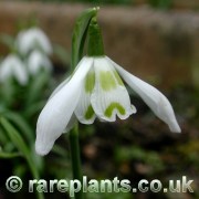 Galanthus Heffalump