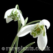 Galanthus Hippolyta