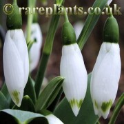 Galanthus Ivy Cottage Greentip