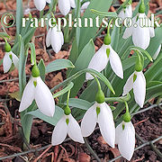 Galanthus Kite