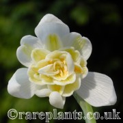 Galanthus Lady Elphinstone