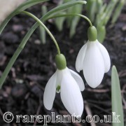 Galanthus Magnet