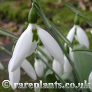 Galanthus Maidwell L