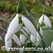 Galanthus Maidwell L