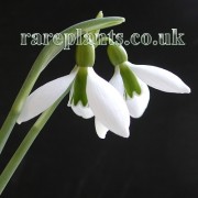 Galanthus Merlin