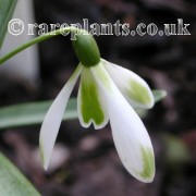 Galanthus Modern Art