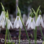 Galanthus Peter Gatehouse
