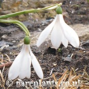 Galanthus nivalis poculiformis