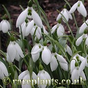 Galanthus Robin Hood