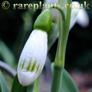 Galanthus Sprite