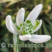 Galanthus Starling