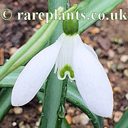 Galanthus The Apothecary