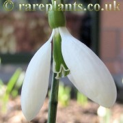 Galanthus The Pearl
