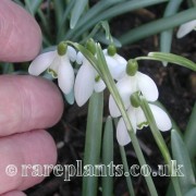 Galanthus Tiny Tim