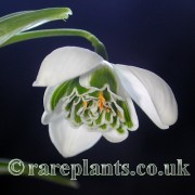 Galanthus Titania