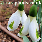 Galanthus Trumpolute