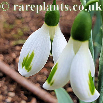 Galanthus Trumpolute