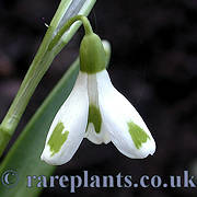 Galanthus Trymposter