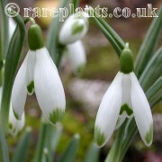 Galanthus Viridapice