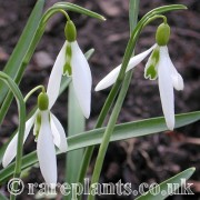 Galanthus Wasp