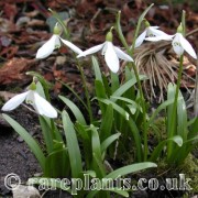 Galanthus cabardensis