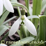 Galanthus David Shackleton