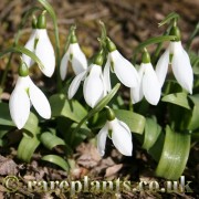 Galanthus ikariae ikariae