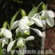 Galanthus imperati Ginn's Form