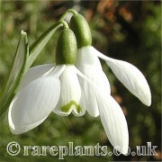 Galanthus imperati