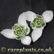 Galanthus Jacquenetta