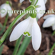 Galanthus koenenianus