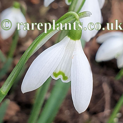 Galanthus koenenianus