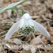 Galanthus Lady Beatrix Stanley