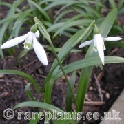 Galanthus lagodechianus