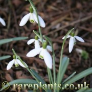 Galanthus nivalis angustifolius